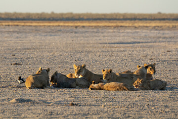 Lions in bwa