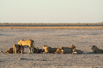 Lions in bwa