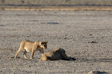 Lions in bwa