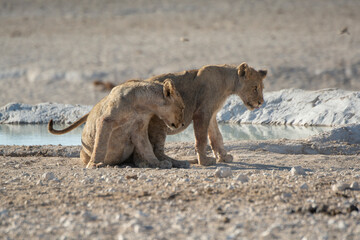 Lions in BWA