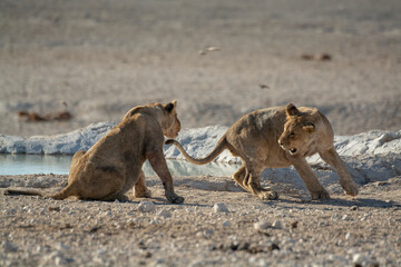 Lions in BWA