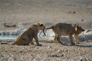 Lions in BWA