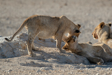 Lions in BWA
