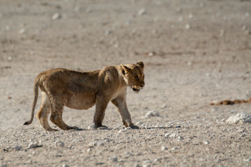 Lions in BWA