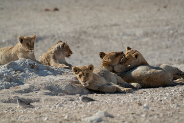 Lions in BWA
