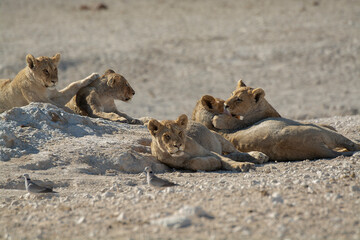 Lions in BWA
