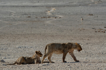Lions in BWA