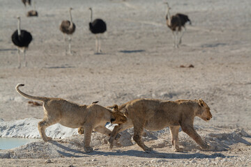 Lions in BWA