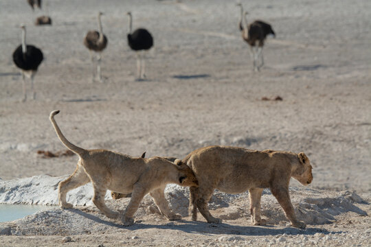 Lions in BWA