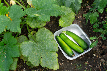 Obraz premium Three freshly harvested zucchini (courgettes) from the kitchen garden in plastic container.