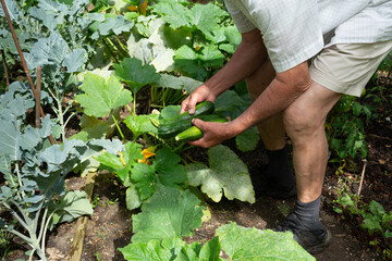Fototapeta premium Farmer holding three freshly harvested courgettes or zucchini from vegetable farm