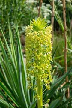 Giant pineapple lily, Eucomis pallidiflora, robust, bulbous perennial, white flowers late summer UK