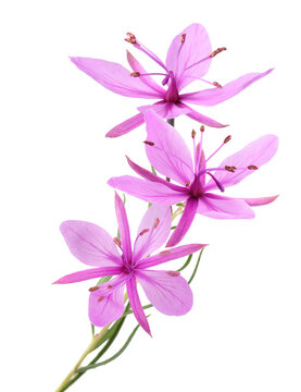 Pink Alpine willowherb flowers