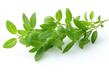 Obraz premium Fresh Green Oregano Herb on White Background