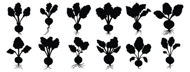 Radish silhouettes set, vegetable pack of vector silhouette design, isolated background