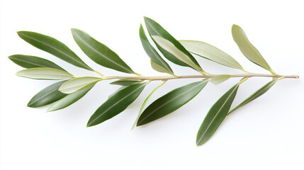 Single olive twig with crisp green leaves on a pure white background, a symbol of natures beauty