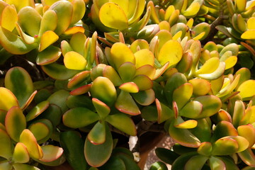 Jade tree or Crassula ovata, a very easy succulent to grow © Laura