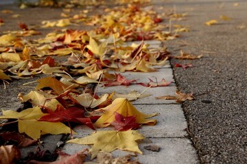 Yellow, orange and brown leaves. autumn in its purest form. Aboles with fall colors.