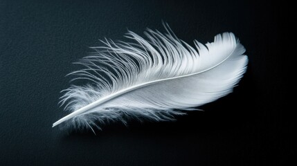 Obraz premium A white feather resting on a black surface, creating a striking contrast between the two.