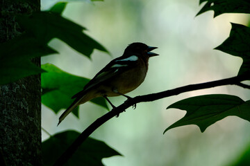 Chaffinch (Fringilla coelebs) perched on a branch