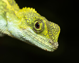 Close up of Okinawa tree lizard