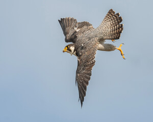 Obraz premium Peregrine falcon in flight