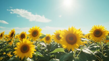 Naklejka premium Sunlit Sunflower Field with Blue Sky and White Clouds