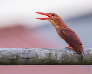 Close up of Ruddy Kingfisher