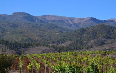Fototapeta premium View of a vineyard in the south of Tenerife,Canary Islands,Spain.