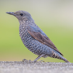 Blue rock thrush and a clear background