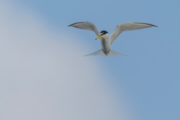 Little tern hovering over the sea