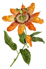 A beautiful Passionflower flower with green leaves, perfect for decorative, watercolor art, nature-themed designs, transparent background