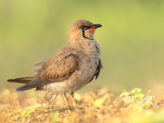 Oriental pratincole in a field