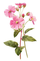 Beautiful vintage illustration of a Primrose , flowering plant with blossoms and lush green leaves, watercolor art, transparent background