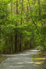 Obraz premium 日本 三重県伊勢市にある伊勢神宮の外宮の境内の風景