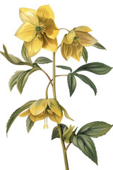Beautiful Vintage illustration of Hellebore flowers with lush green leaves, perfect for botanical themes and designs, watercolor art, PNG transparent background