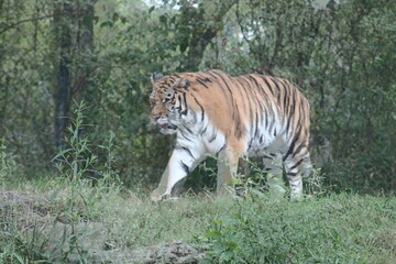 Tiger at the Pittsburgh Zoo
