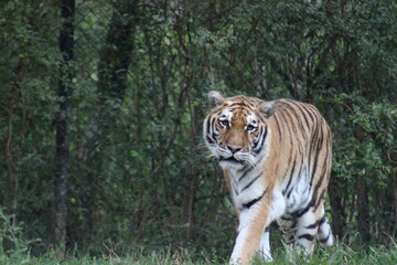 Tiger at the Pittsburgh Zoo