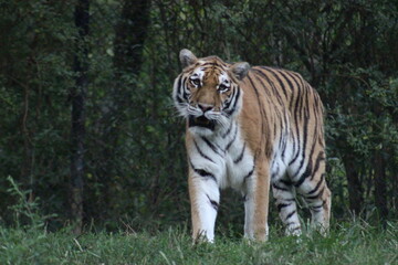 Tiger at the Pittsburgh Zoo