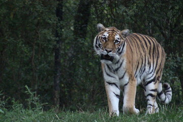 Tiger at the Pittsburgh Zoo