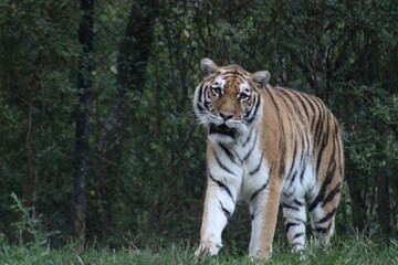 Tiger at the Pittsburgh Zoo