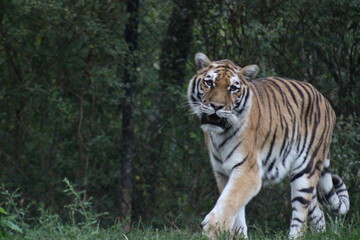 Tiger at the Pittsburgh Zoo