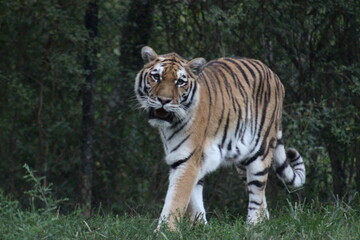 Tiger at the Pittsburgh Zoo