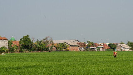 rice field