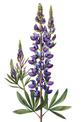 Obraz premium A vintage illustration of vibrant Lupine flowers with lush green leaves, floral-themed projects, watercolor art, transparent background