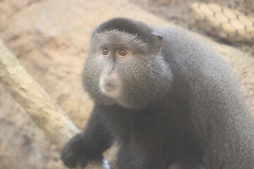Monkey at the Pittsburgh Zoo
