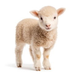 Live Lamb Isolated