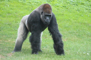 Gorilla Silverback  Pittsburgh Zoo