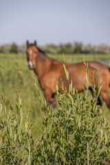 Horse grazing in tall grass
