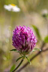 blooming pink clover and daisies
